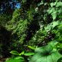 Plants bloom in sunlight  near the trail in this otherwise dense canopy.